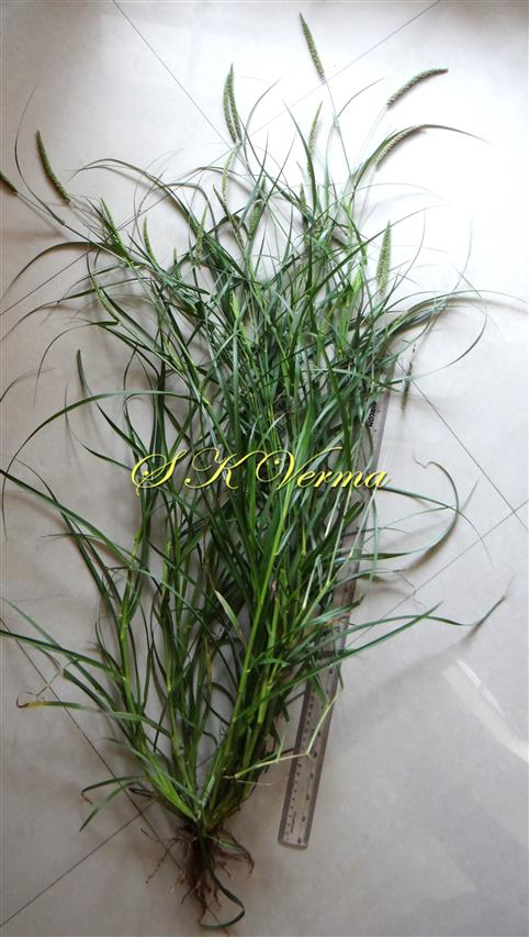  Plant